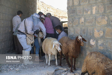 بیش از ۲ میلیون رأس دام سبک در چهارمحال و بختیاری علیه تب مالت واکسینه می‌شوند