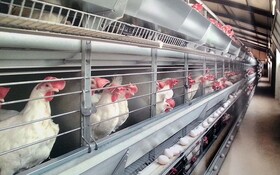 10 درصد از کل تخم مرغ‌های کشور در آذربایجان شرقی تولید می‌شود