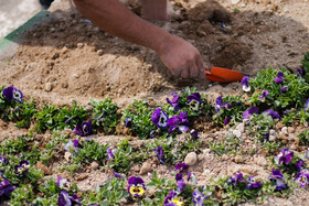 حال و هوای بهار در تبریز