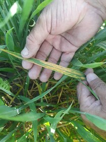 مشاهده بیماری زنگ زرد در مزارع گندم آذربایجان شرقی