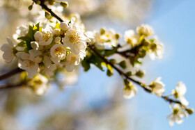 شکوفه های بهاری تبریز