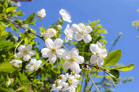 طبیعت بهاری اهر