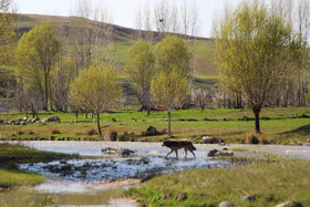 طبیعت بهاری اهر