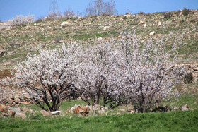 طبیعت بهاری اهر