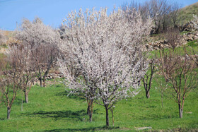 طبیعت بهاری اهر