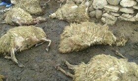 حمله گرگ‌های گرسنه به 11 راس گوسفند در اهر