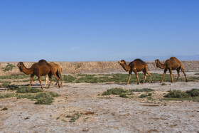 واردات شتر به استان یزد در آینده نزدیک