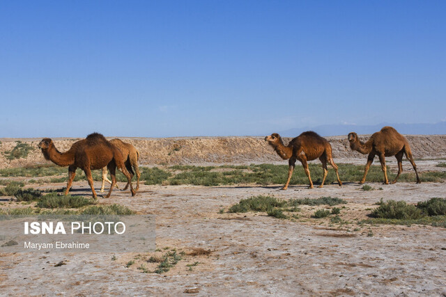 واردات شتر به استان یزد در آینده نزدیک