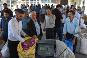 برداشت گل‌محمدی در آذربایجان شرقی