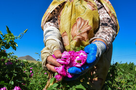 برداشت گل‌محمدی در آذربایجان شرقی