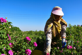 برداشت گل‌محمدی در آذربایجان شرقی