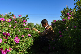 برداشت گل‌محمدی در آذربایجان شرقی