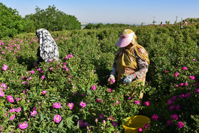 برداشت گل‌محمدی در آذربایجان شرقی