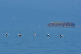 بازگشت مرغ های آتشی به آغوش دریاچه ارومیه