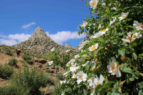 طبیعت ارتفاعات روستای مزرعه و قلعه شیور