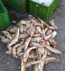 کشف و ضبط ۳۷۰۰ قطعه ماهی رودخانه‌ای قاچاق در مرند