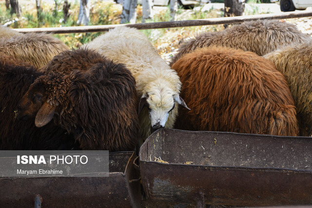 کشف ۱۵ راس گوساله قاچاق در مراغه 