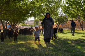 حوریه پناهی مادربزرگ خانواده پیروهن به همراه نوه های خود در حال گوسفند چرانی است.