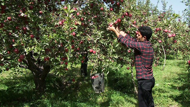 سیب‌های خوش رنگ و لعاب مراغه‌ای مهمان بازارهای خارجی