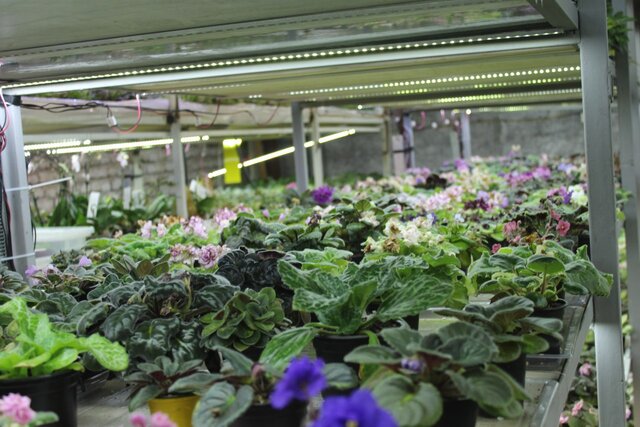 صنعت نوپای پرورش "گیاهان آبزی" یک فرصت شغلی بسیار خوب است