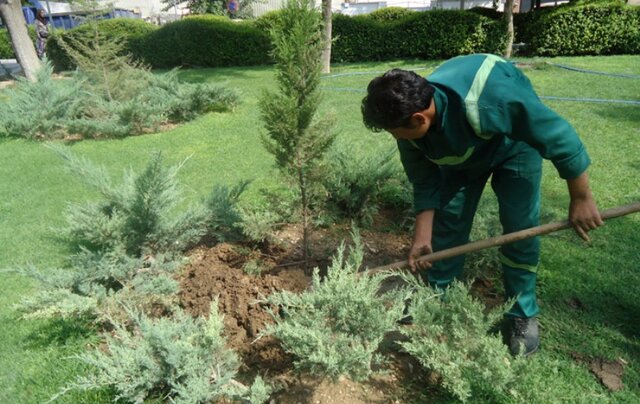 آغاز کاشت ۴۰۰هزار اصله نهال در تبریز از پایان شهریور 