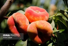 هلوی آبدار شندآباد،  برندی در سبد میوه خارجی‌ها