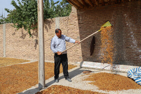 برخی از باغداران به جای فروش انگور، آن‌ها را طی فرآیندی به کشمش خشک تبدیل می‌کنند، در این فرآیند کشاورزان بعد از چیدن انگورها، آن‌ها را با نخ‌های پلاستیکی گره زده و در درون موادی به مدت پنج دقیقه نگه می‌دارند، سپس انگورهای سبز رنگ آغشته به مواد را به مدت ۱۰ روز از محلی آویزان کرده و منتظر خشک و تیدل شدن آن‌ها به کشمش زرد رنگ خوشمزه می‌شوند.