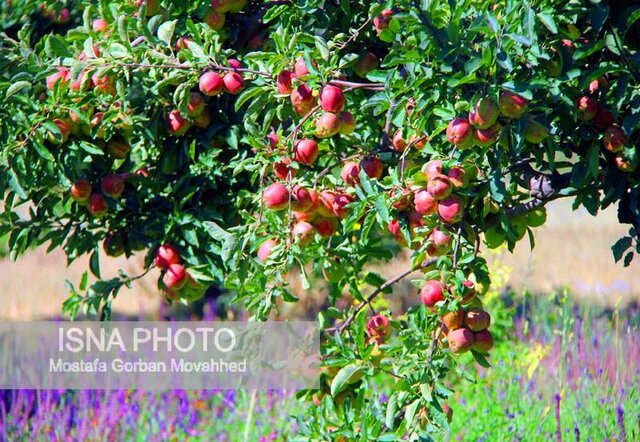 آذربایجان شرقی دومین تولیدکننده سیب کشور