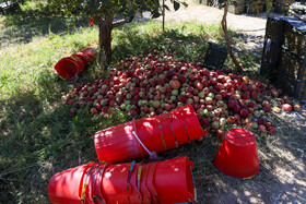 آغاز برداشت سیب‌های پاییزه مراغه