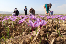 برداشت زعفران مرغوب در دل آذربایجان شرقی