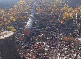 قطع درخت در منطقه حفاظت شده ارسباران گزارش نشده است