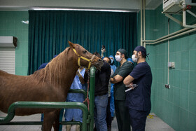 لنزگذاری چشم اسب برای اولین بار در کشور