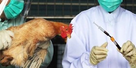 شناسایی اولین مورد مثبت از بیماری آنفلوانزای فوق حاد پرندگان در تبریز