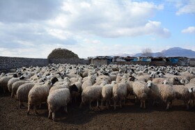 پرورش گوسفندان اصلاح نژادی در منطقه‌ای با پوشش گیاهی ضعیف