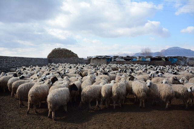 پرورش گوسفندان اصلاح نژادی در منطقه‌ای با پوشش گیاهی ضعیف