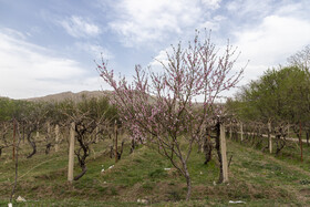 شکوفه های بهاری قلعه چای شهرستان عجبشیر