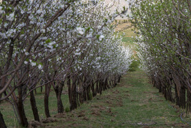 شکوفه های بهاری قلعه چای شهرستان عجبشیر