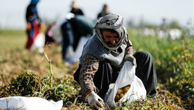 خسارت بیش از ۱۰ هزار میلیارد ریالی بخش کشاورزی آذربایجان شرقی در سال جدید