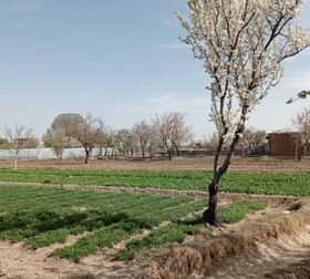 لزوم حفظ فضای سبز اراضی حکم آباد تبریز و انتقاد از تغییر کاربری‌ها