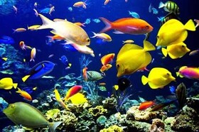 تولید بیش از ۱۳ میلیون قطعه ماهی زینتی در آذربایجان شرقی