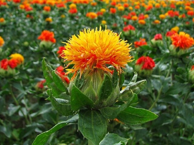 کشت تناوبی ۱۰۰ هکتار گلرنگ بهاره در اراضی دیم هشترود