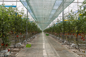 بزرگترین گلخانه شیشه ای و هیدروپونیک خاورمیانه در منطقه آزاد ارس