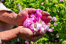 کشت گل‌های محمدی بر فراز کوه کیامکی