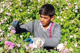 کشت گل‌های محمدی بر فراز کوه کیامکی