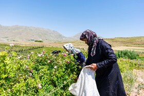 کشت گل‌های محمدی بر فراز کوه کیامکی