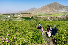 کشت گل‌های محمدی بر فراز کوه کیامکی