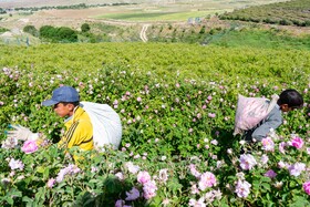 کشت گل‌های محمدی بر فراز کوه کیامکی