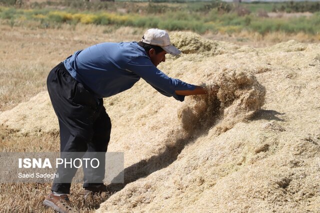خرید تضمینی ۵۳ هزار تن گندم در آذربایجان شرقی