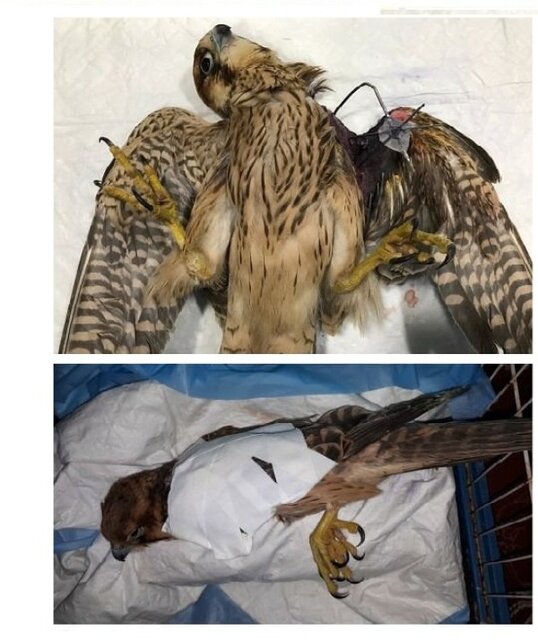  پرنده شکاری کم‌یاب برای اولین بار در تبریز جراحی اورتوپدی شد