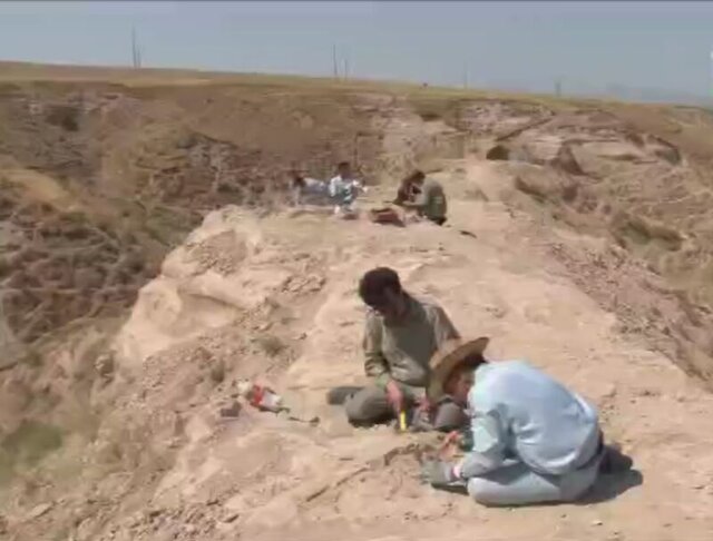 فسیل‌های ۹ میلیون ساله در مراغه کشف شد